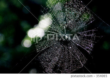 A pattern of beauty 354065