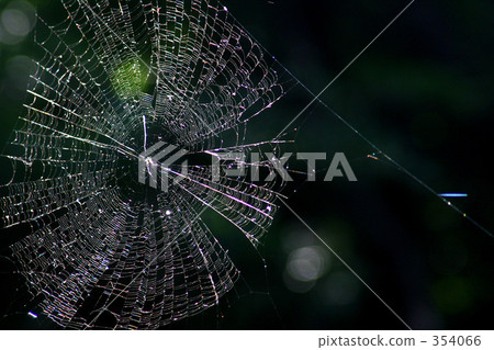Spider web 354066