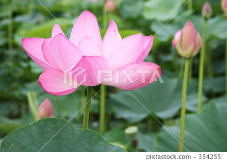 Lotus flower 2 354255