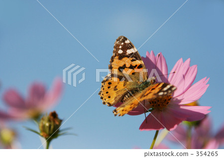 蝴蝶和波斯菊花 354265