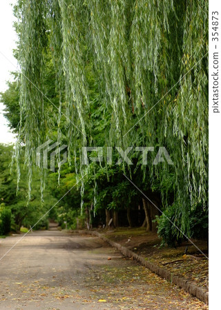 Willow path 354873