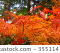Autumn leaves of Kyoto Takao 355114