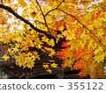 Autumn leaves of Kyoto Takao 355122