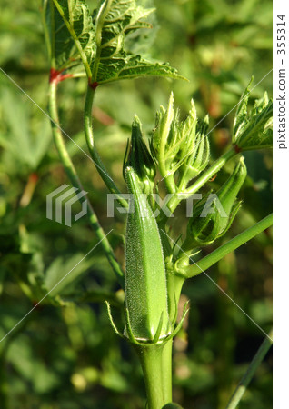 有機種植 南條市(沖繩) 島上的蔬菜 355314