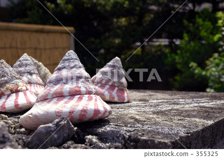 kohama island, shell, shellfish 355325