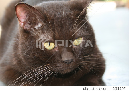 Cat Cat 355905