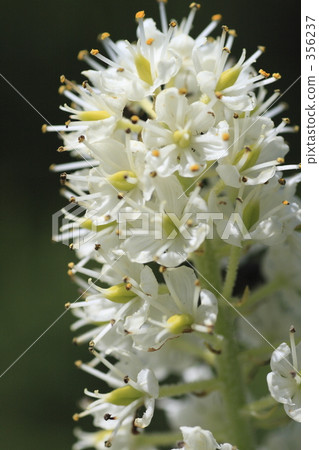 Cobaceous elephant Cobaceous elephant 356237