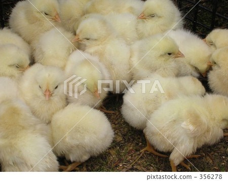 小雞 小雞 356278