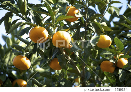 Mandarin orange field Mandarin orange field 356924