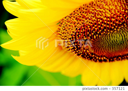 Sunflower Sunflower 357121