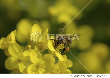 強姦花蜂 強姦花蜂 357439