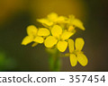 強姦開花 357454