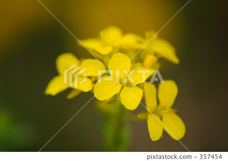 強姦開花 強姦開花 357454