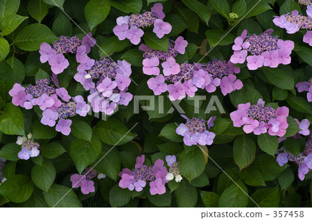 Hydrangea Hydrangea 357458