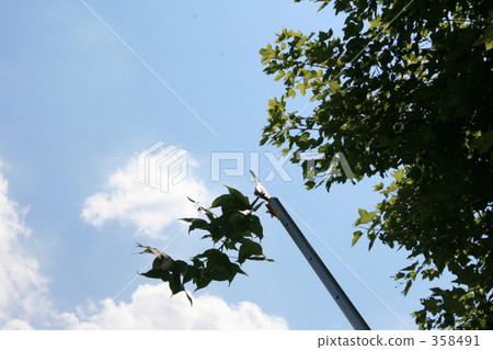 Pruning with Takabarashi 358491