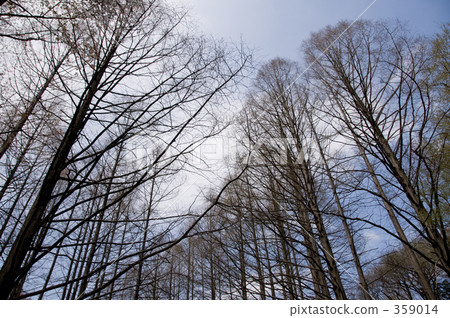 高聳在天堂的樹木 高聳在天堂的樹木 359014