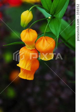 雷霆索尼婭 359352