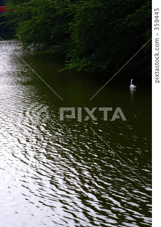 Horiba that lives in the Coccinellid River 359445