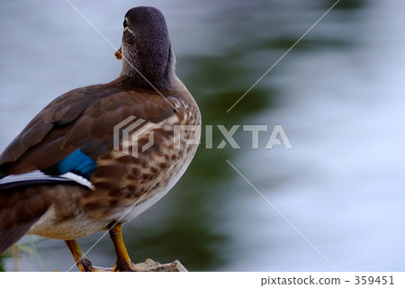 family of birds including duck, geese and swan, brave figure 359451