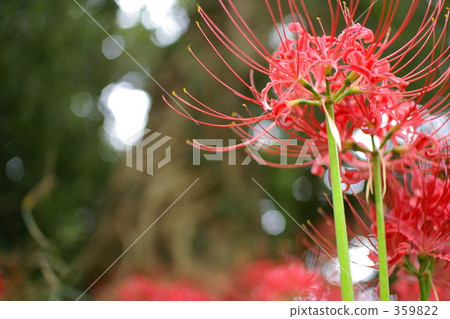 群集孤挺花 群集孤挺花 359822