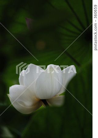 蓮花 葉 樹葉 360659