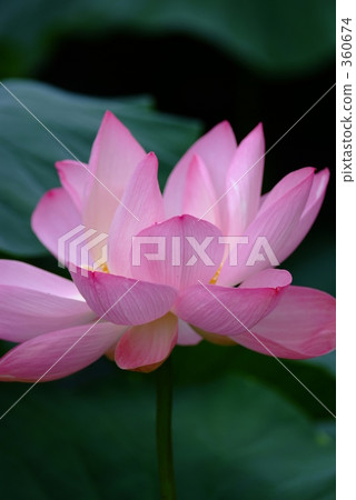 炎熱的夏季 炎熱的夏季 360674