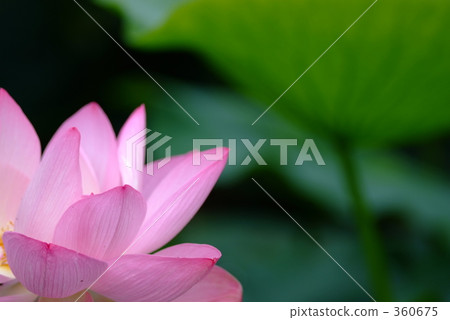 炎熱的天氣 炎熱的天氣 360675