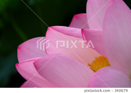 蓮花 蓮花 360679