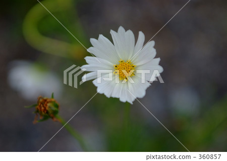 美麗 漂亮 乾淨 360857