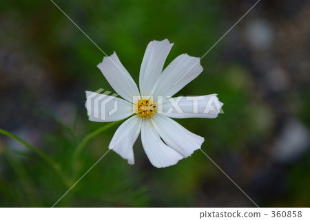 大波斯菊 花朵 花 360858