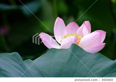 生動的蓮花 生動的蓮花 360860