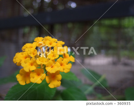 黃花 360935