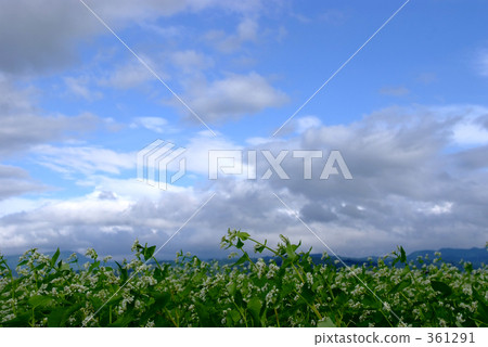 buckwheat field, field, buckwheat flower 361291