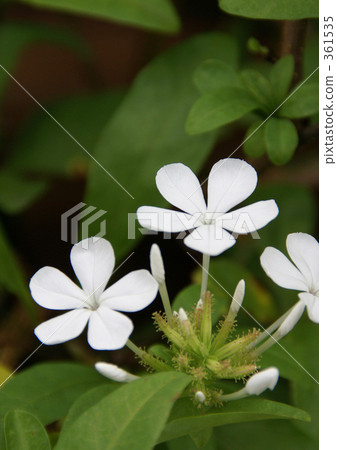 Purunpago Purunpago 361535