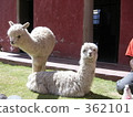 vicugna vicugna, alpaca, llama 362101