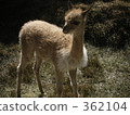 vicugna vicugna, alpaca, llama 362104