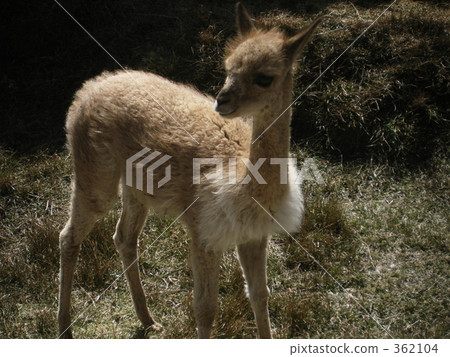 vicugna vicugna, alpaca, llama 362104