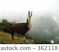 Machupicchu alpaca 362118