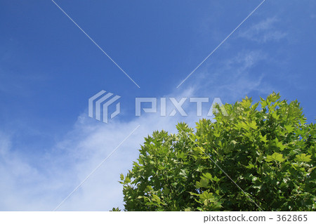 Sky and tree 362865