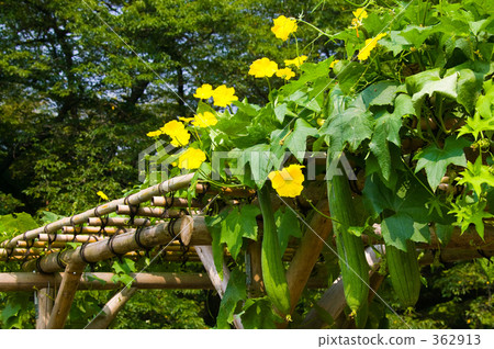 Luffa shelf 362913