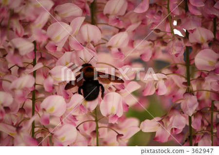 Wisteria flower and bumble bee 2 362947