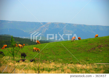 Landscape with cows 363437