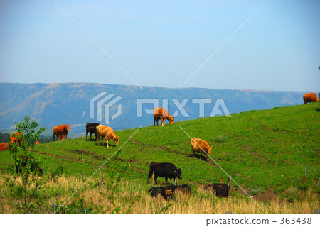 Landscape with cows Landscape with cows 363438