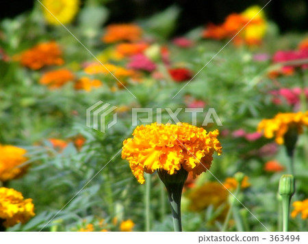 萬壽菊 萬壽菊 363494