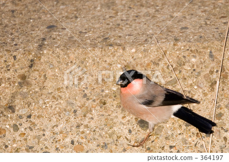 早餐後休息 364197