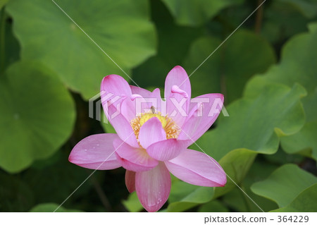 蓮花 364229