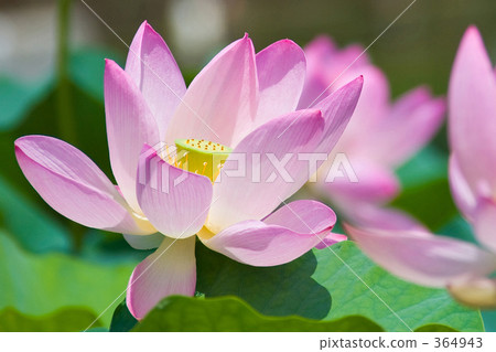 Ogajas Ogajas 364943