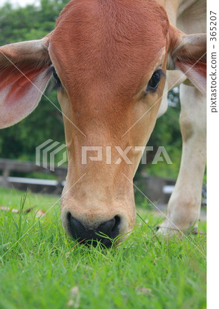 Munching 365207