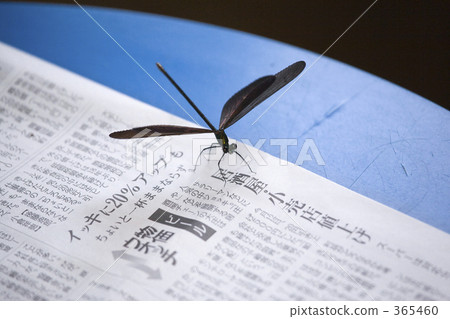 進入房間的蜻蜓 365460