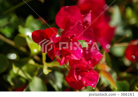Bougainvillea with dripping water after the rain 366161